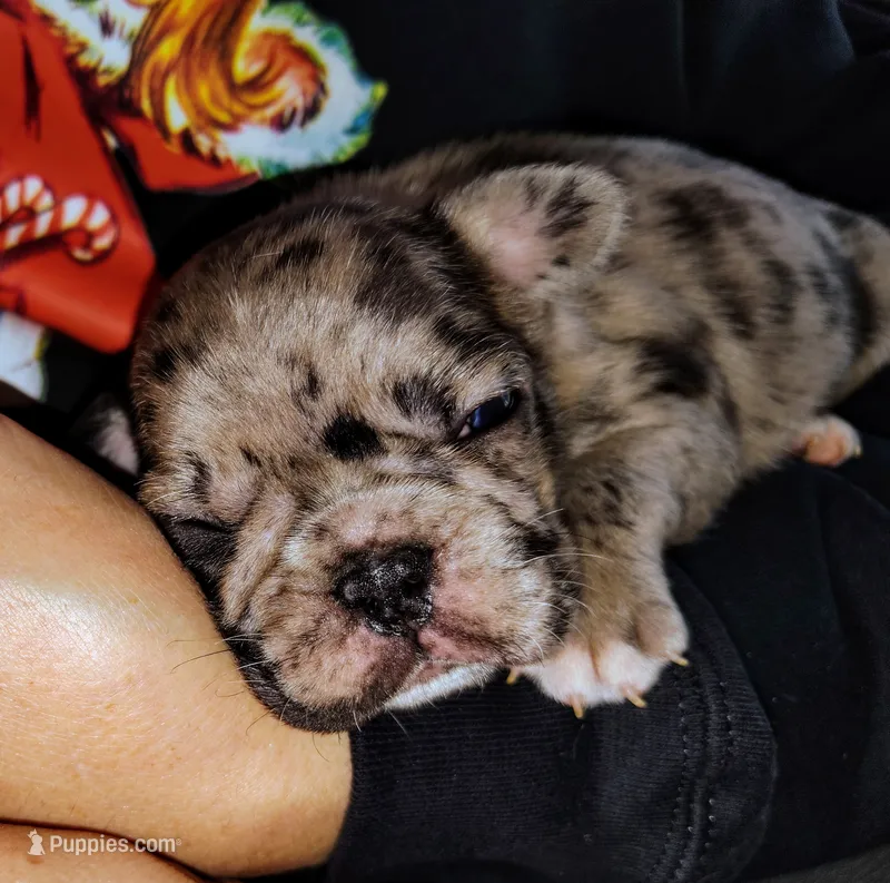 Boy 2 – French Bulldog puppy for sale in Cleveland, OH