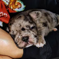 Boy 2, a male French Bulldog for sale in Cleveland, OH – 1 of 9