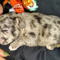 Boy 2, a male French Bulldog for sale in Cleveland, OH – 9 of 9