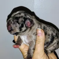Boy 2, a male French Bulldog for sale in Cleveland, OH – 4 of 9