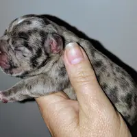 Boy 2, a male French Bulldog for sale in Cleveland, OH – 6 of 9