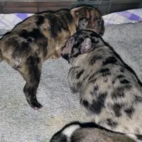 Boy 2, a male French Bulldog for sale in Cleveland, OH – 8 of 9
