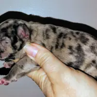 Boy 2, a male French Bulldog for sale in Cleveland, OH – 2 of 9