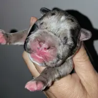 Boy 2, a male French Bulldog for sale in Cleveland, OH – 3 of 9