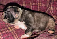 Uniquely marked girl , a female French Bulldog for sale in Cleveland, OH – 2 of 10