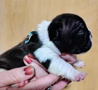 Male Puppy , a male French Bulldog for sale in Cleveland, OH – 4 of 6