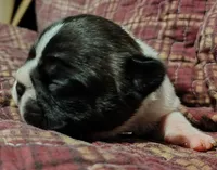 Male Puppy , a male French Bulldog for sale in Cleveland, OH – 3 of 6