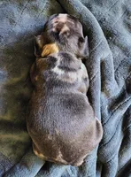 Uniquely marked girl , a female French Bulldog for sale in Cleveland, OH – 8 of 10