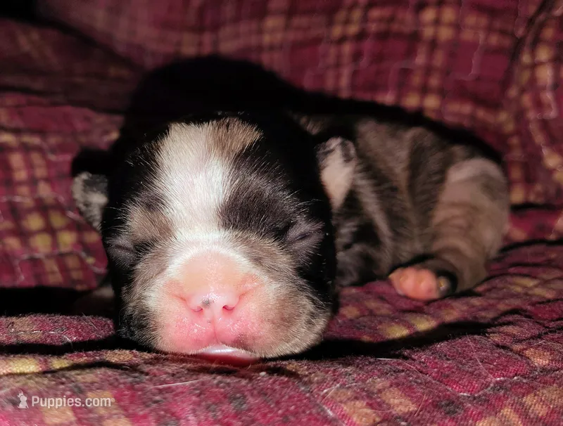 Girl 1 – French Bulldog puppy for sale in Cleveland, OH
