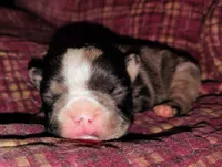 Uniquely marked girl , a female French Bulldog for sale in Cleveland, OH – 1 of 10