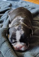 Uniquely marked girl , a female French Bulldog for sale in Cleveland, OH – 9 of 10