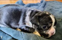 Uniquely marked girl , a female French Bulldog for sale in Cleveland, OH – 10 of 10