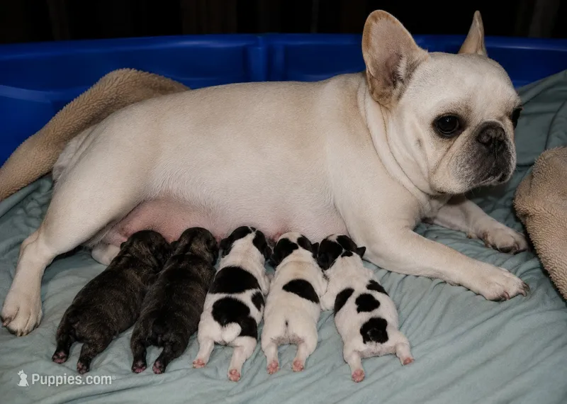 Gorgeous Brindle Puppy  – French Bulldog puppy for sale in Cleveland, OH