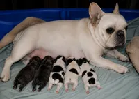 Gorgeous Brindle Puppy , a male French Bulldog for sale in Cleveland, OH – 1 of 4