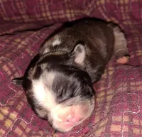 Uniquely marked girl , a female French Bulldog for sale in Cleveland, OH – 4 of 10