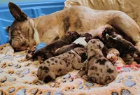 Girl 1, a female French Bulldog for sale in Cleveland, OH – 2 of 3