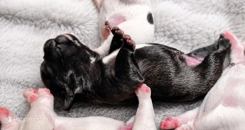 Brindle Boy 2 – French Bulldog puppy for sale in Cleveland, OH