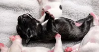 Brindle Boy 2, a male French Bulldog for sale in Cleveland, OH – 2 of 4
