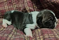 Male Puppy , a male French Bulldog for sale in Cleveland, OH – 6 of 6