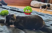 Uniquely marked girl , a female French Bulldog for sale in Cleveland, OH – 7 of 10