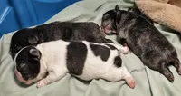 Gorgeous Brindle Puppy , a male French Bulldog for sale in Cleveland, OH – 2 of 4