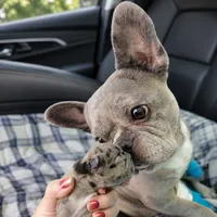 Girl 1, a female French Bulldog for sale in Cleveland, OH – 3 of 3
