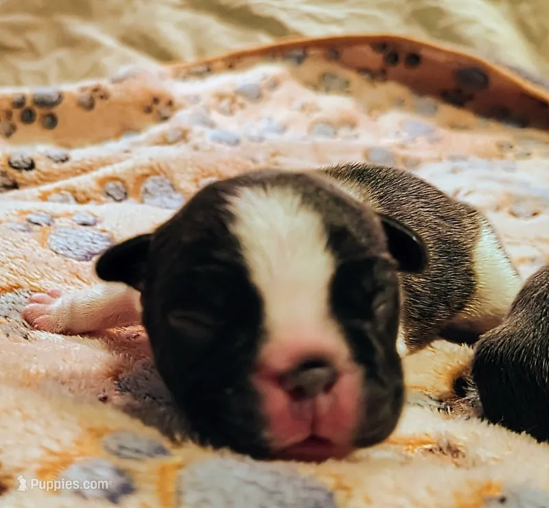 Girl 2 – French Bulldog puppy for sale in Cleveland, OH