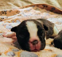 Girl 2, a female French Bulldog for sale in Cleveland, OH – 1 of 2