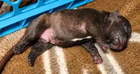 Gorgeous Brindle Puppy , a male French Bulldog for sale in Cleveland, OH – 3 of 4
