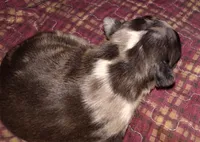 Uniquely marked girl , a female French Bulldog for sale in Cleveland, OH – 3 of 10