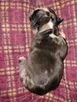 Uniquely marked girl , a female French Bulldog for sale in Cleveland, OH – 5 of 10