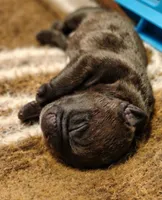 Gorgeous Brindle Puppy , a male French Bulldog for sale in Cleveland, OH – 4 of 4