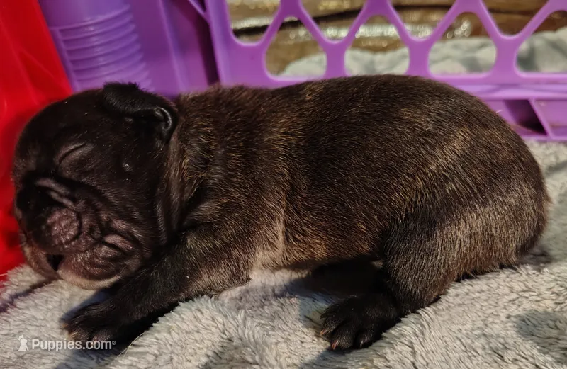 Brindle Boy 1 – French Bulldog puppy for sale in Cleveland, OH