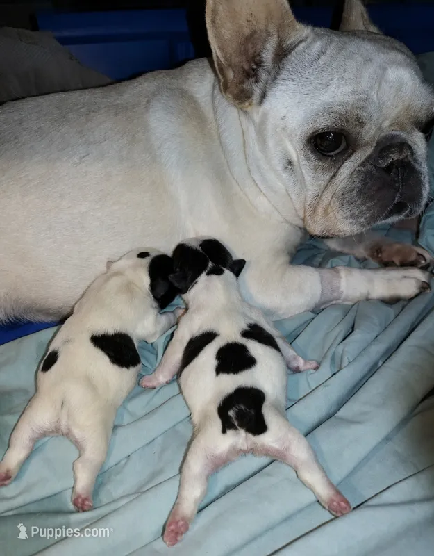 Pied Female  – French Bulldog puppy for sale in Cleveland, OH