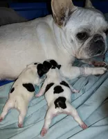 Pied Female , a female French Bulldog for sale in Cleveland, OH – 1 of 2