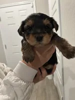Jax, a male Yorkshire Terrier for sale in Seguin, TX – 4 of 4