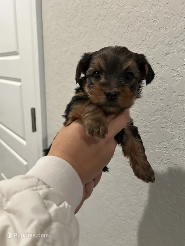 Jax – Yorkshire Terrier puppy for sale in Seguin, TX