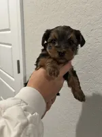 Jax, a male Yorkshire Terrier for sale in Seguin, TX – 1 of 4