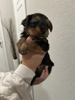 Jax, a male Yorkshire Terrier for sale in Seguin, TX – 3 of 4