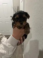 Jax, a male Yorkshire Terrier for sale in Seguin, TX – 2 of 4