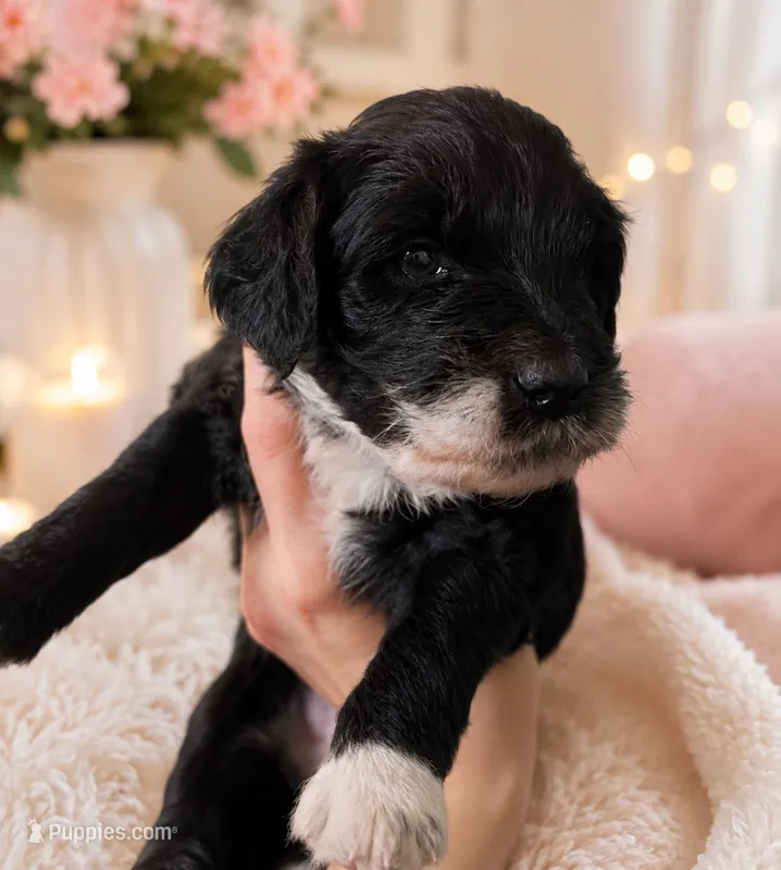 Virgo – Aussiedoodle puppy for sale in North Myrtle Beach, SC