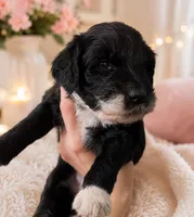 Virgo, a female Aussiedoodle for sale in North Myrtle Beach, SC – 1 of 3