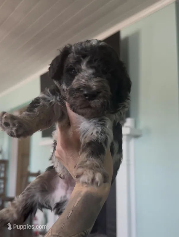 Scorpio  – Aussiedoodle puppy for sale in North Myrtle Beach, SC