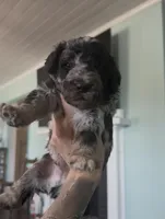 Scorpio , a male Aussiedoodle for sale in North Myrtle Beach, SC – Photo 1 of 3