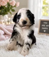 Sagittarius, a male Aussiedoodle for sale in North Myrtle Beach, SC – 1 of 4