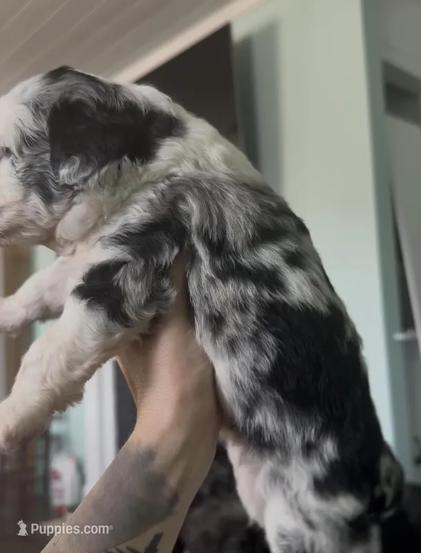 Gemini  – Aussiedoodle puppy for sale in North Myrtle Beach, SC