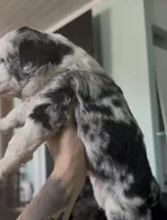 Gemini , a male Aussiedoodle for sale in North Myrtle Beach, SC – Photo 1 of 3