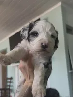 Gemini , a male Aussiedoodle for sale in North Myrtle Beach, SC – Photo 3 of 3