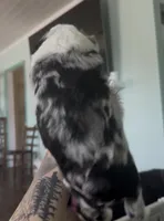 Gemini , a male Aussiedoodle for sale in North Myrtle Beach, SC – Photo 2 of 3