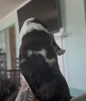 Sagittarius, a male Aussiedoodle for sale in North Myrtle Beach, SC – Photo 3 of 3